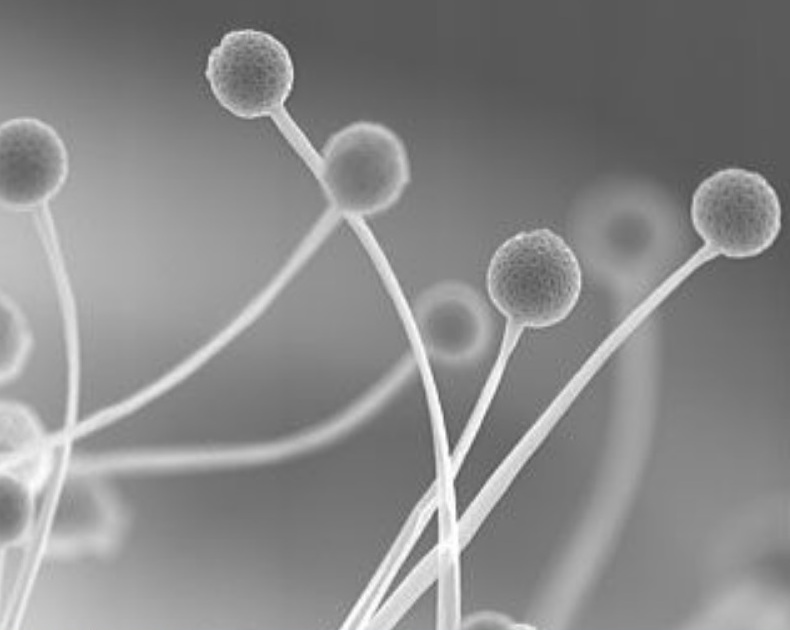Представитель Семейства Umbelopsidaceae